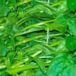 ரத்தசோகை தீர்க்கும் பசலைக்கீரை..!!