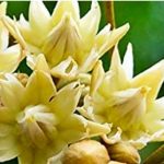 மகிழம்பூவின் மருத்துவ குணங்கள்..!!