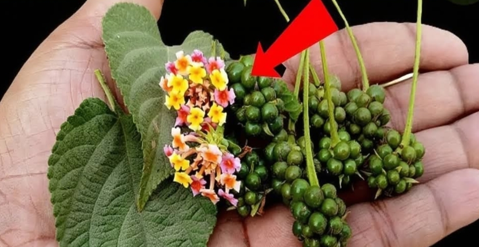 தங்கத்தை விட மதிப்பு மிக்கது..!! விட்டு விடாதீர்கள்..!!