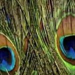 அனைத்து தோஷங்களையும் நீக்கும் மயில் இறகு..!!