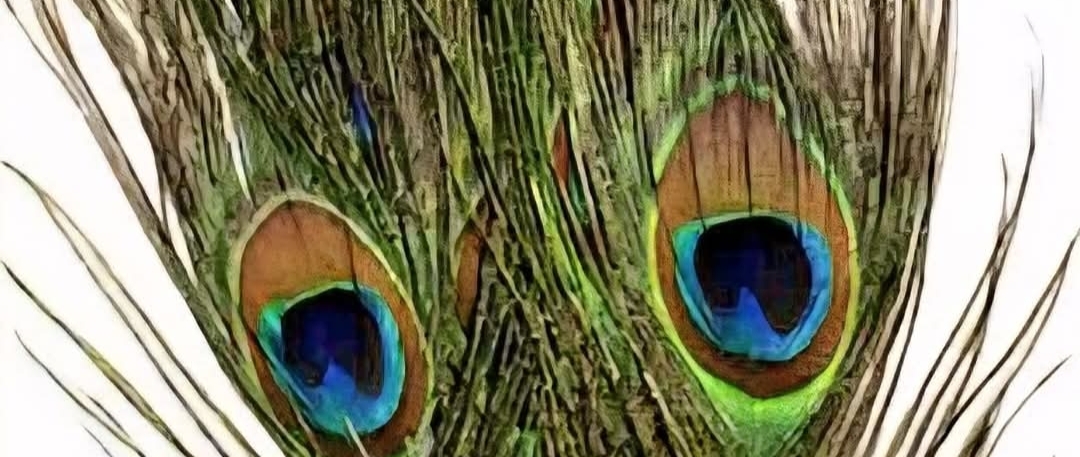 அனைத்து தோஷங்களையும் நீக்கும் மயில் இறகு..!!