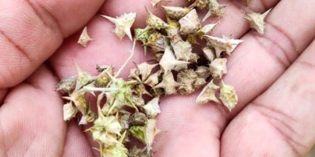 நெருஞ்சி முள்ளின் மருத்துவ பயன்கள்..!!