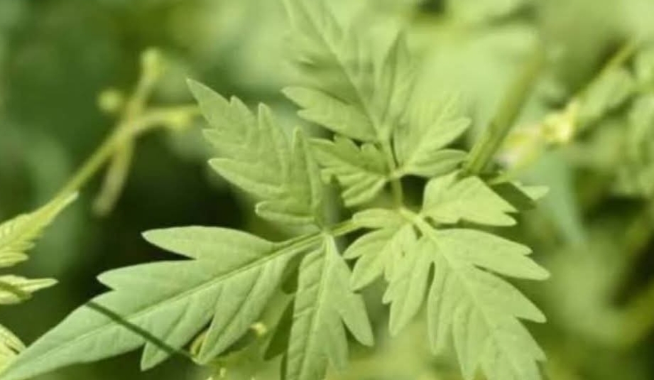 வெறும் வயிற்றில் இந்த டிரிங்க்.. ஆயுசுக்கும் முடக்கு வாதம் வராது..!!