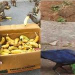 விலங்குகளுக்கும், பறவைகளுக்கும் போஜனம் அளிப்பதால் கிடைக்கும் பலன்கள்..!!