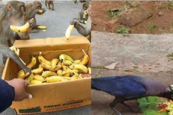 விலங்குகளுக்கும், பறவைகளுக்கும் போஜனம் அளிப்பதால் கிடைக்கும் பலன்கள்..!!