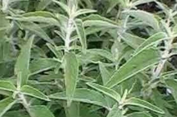 இந்த 1 மூலிகை இலையை பச்சையாக தீபம் ஏற்றினால் உங்கள் வீட்டில் பண மழை தான்..!!