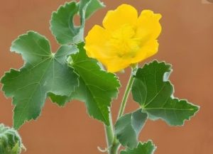 மூல நோய்க்கு இயற்கையின் மருந்து துத்தி இலை..!!