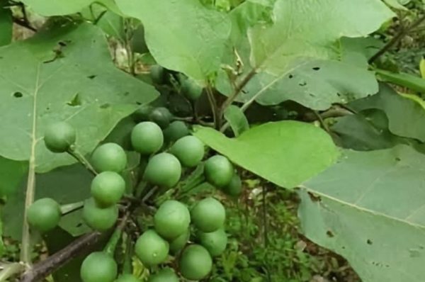 காய்கறிகளிலேயே மிகவும் சின்ன காய் என்றால் அது சுண்டைக்காய்..!! இதன் நன்மைகள் என்னென்ன தெரியுமா..??