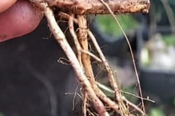 அதிமதுரம் பற்றிய சிறப்புகள்..!! கண்டிப்பா தெரிஞ்சுக்கோங்க..!!