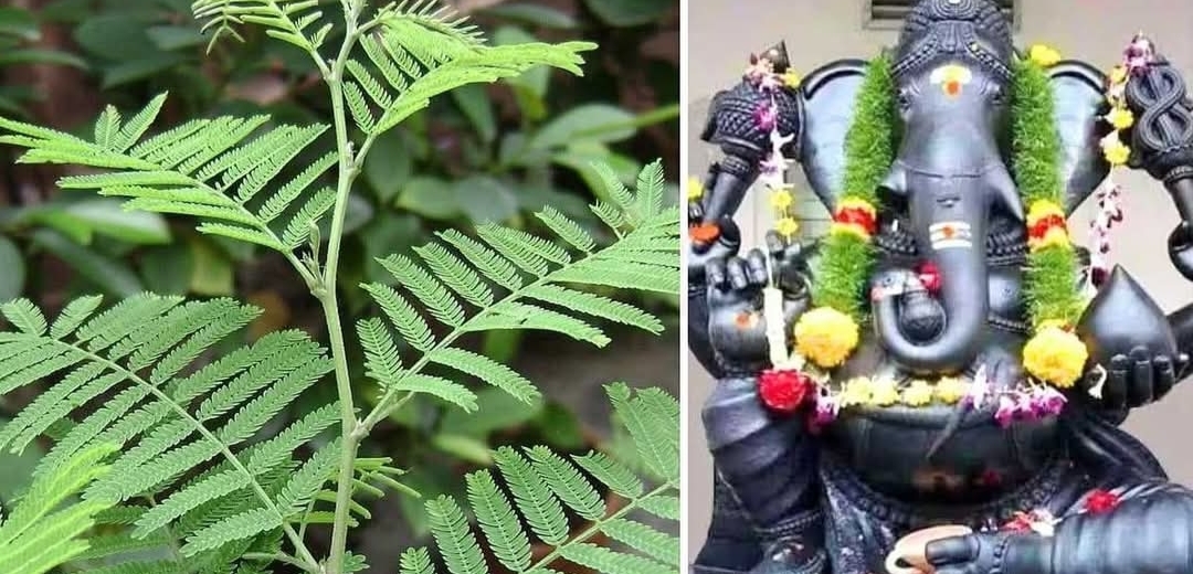 மோட்சம் தரும் வன்னி இலை.. விநாயகருக்கு உகந்த வழிபாட்டு ரகசியம்..!!