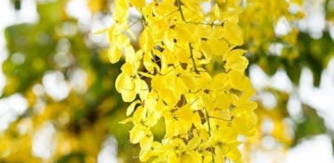 சரக்கொன்றை புளி காயின் முக்கிய மருத்துவ பயன்கள்..!!