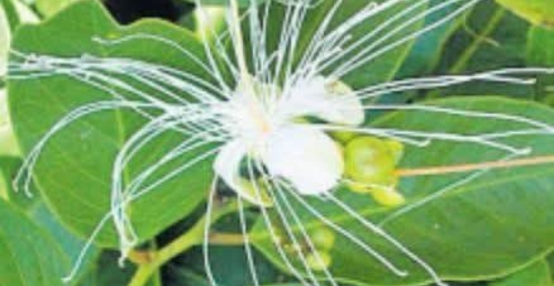 மாவிலங்கம்  மூலிகையின் மருத்துவ பயன்கள்..!!