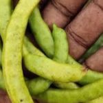 கருவேலங்காய் மற்றும் அதன் பிற பாகங்களின் முக்கிய நன்மைகள்..!!