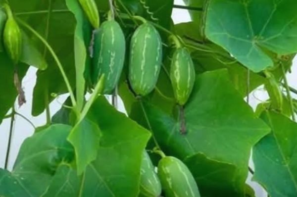 முறையற்ற மாதவிடாய்க்கு கோவை கீரை தீர்வு..!!