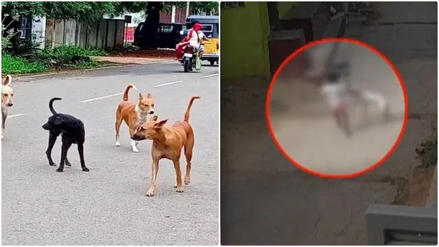 வாணியம்பாடி அருகே 4 வயது குழந்தையை தெருநாய் கடித்தது: பொதுமக்கள் அச்சம்..!!