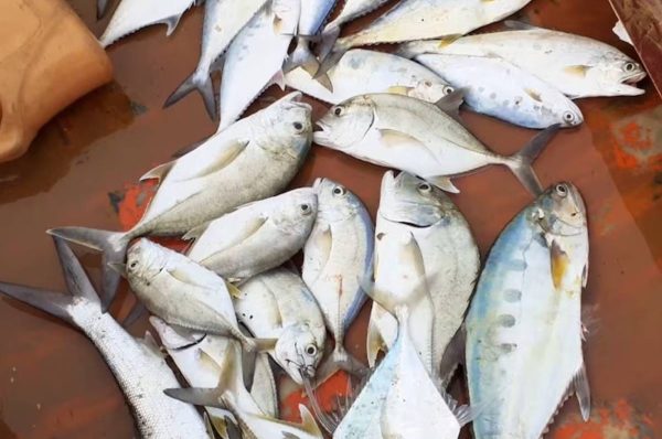 குறைந்த விலையில் கிடைக்கும் பவளப்பாறை மீன்: ஆரோக்கிய நன்மைகள் என்ன?..