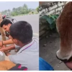 காயமடைந்த கன்றுக்குட்டியை காப்பாற்றிய பைக் ஓட்டுநர்: நெகிழ வைத்த மனிதநேய செயல்..!!