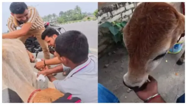 காயமடைந்த கன்றுக்குட்டியை காப்பாற்றிய பைக் ஓட்டுநர்: நெகிழ வைத்த மனிதநேய செயல்..!!