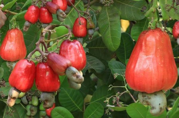 முந்திரி பழம் சாப்பிட்டால் கிடைக்கும் அசத்தலான நன்மைகள்!