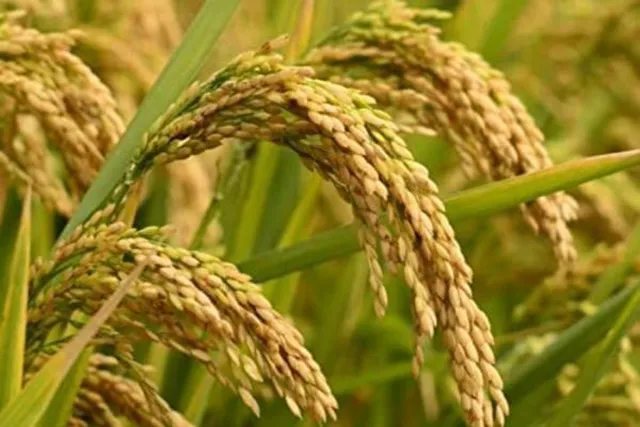 நெல், கரும்பு விலை உயர்வுக்கு விவசாயிகள் சங்கம் வரவேற்பு..!!